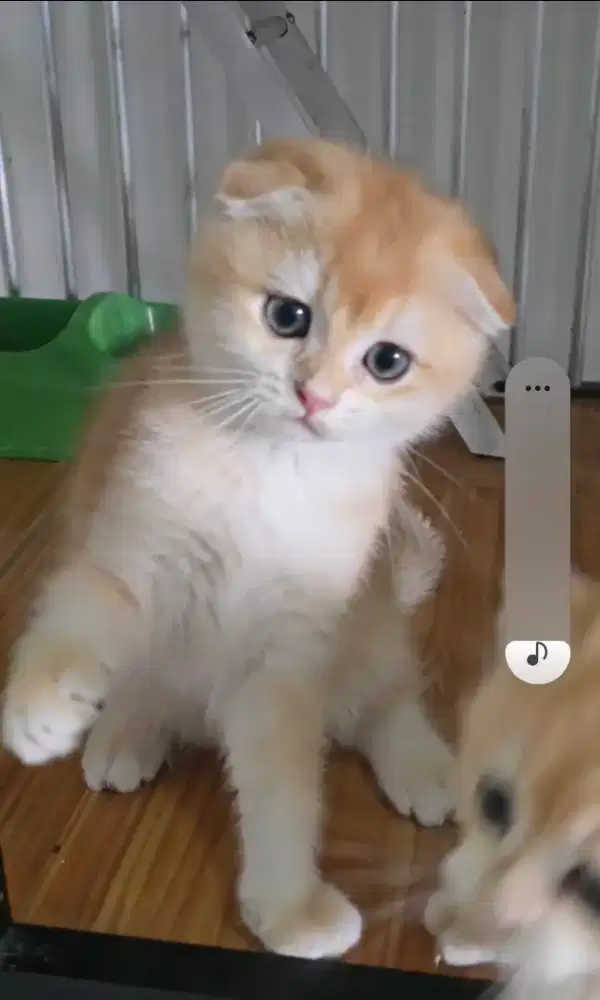 KUCING JANTAN  SCOTTISH FOLD  GOLDEN NY12 NONPED