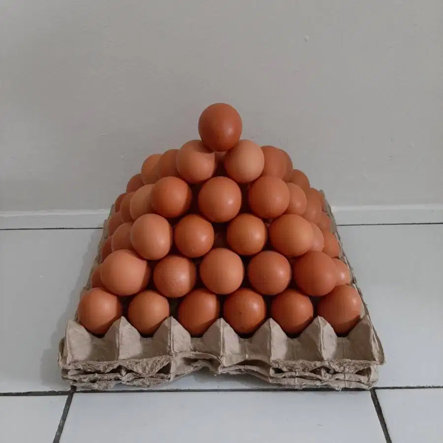 TELUR AYAM FRESH LANGSUNG KANDANG SENDIRI