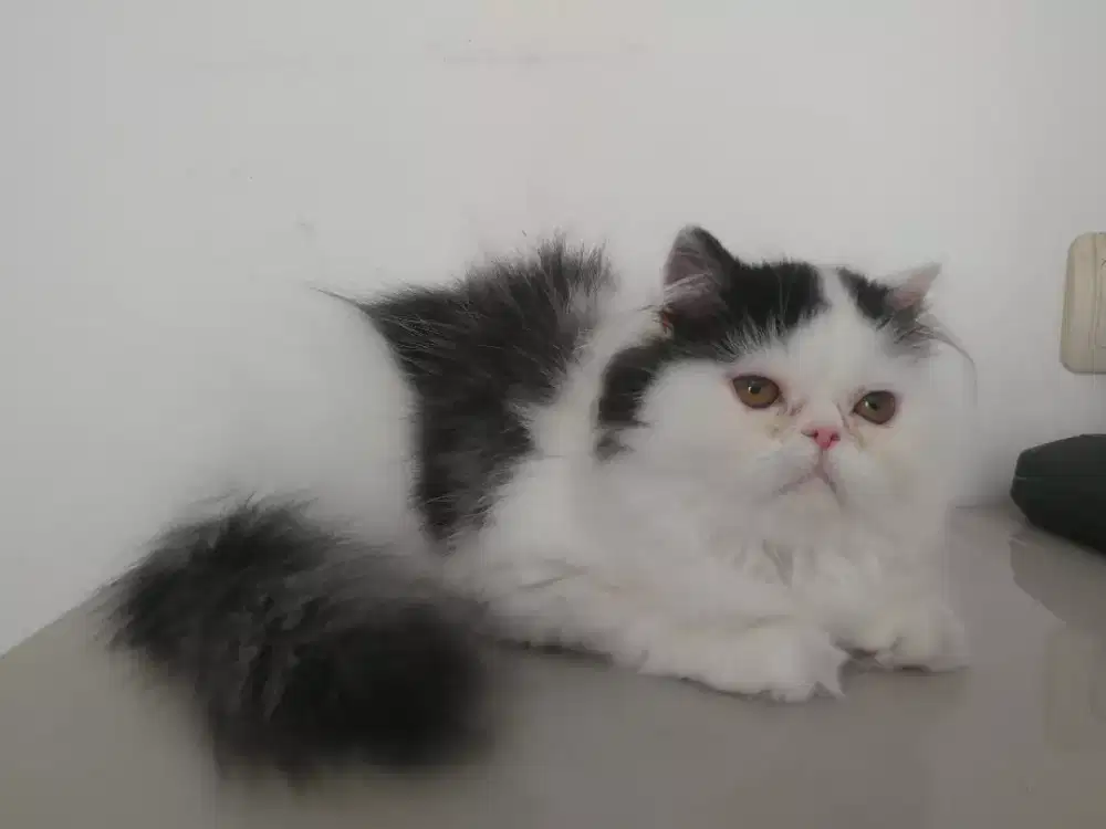 Kucing persia betina