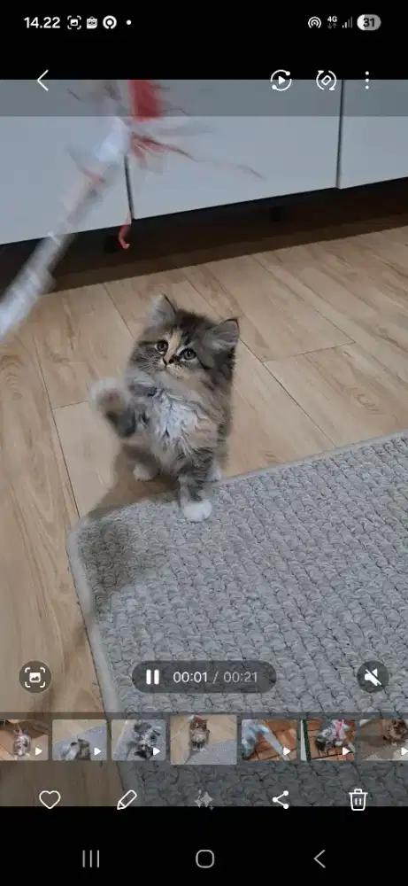 Persia flatnose