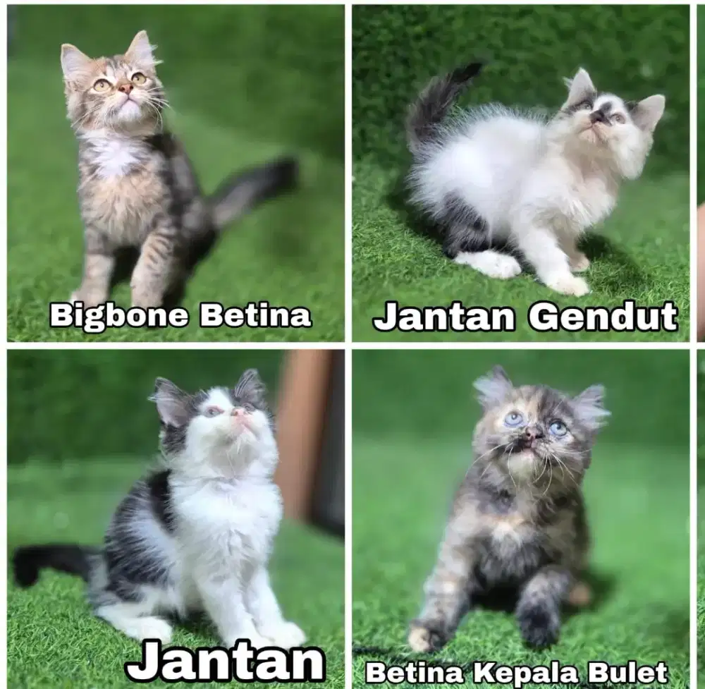 ANAKAN KUCING KITTEN PERSIA murmer