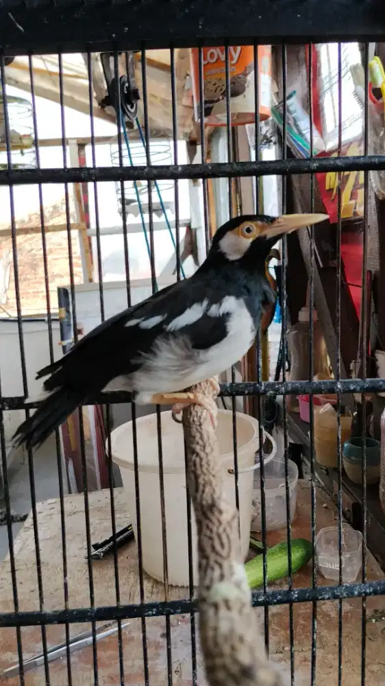 Burung jalak suren