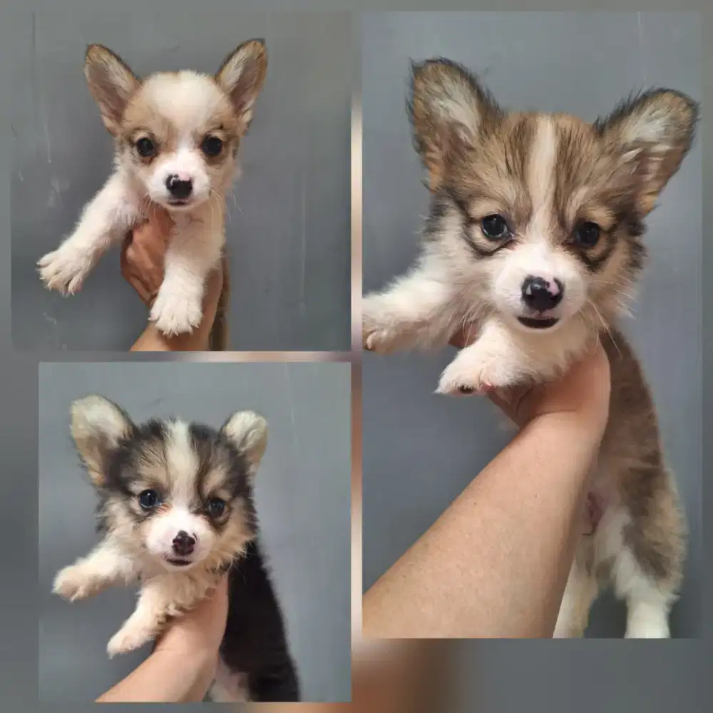 Dijual anakan corgi