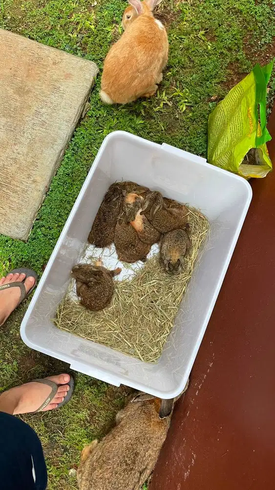 Baby Rabbit Local