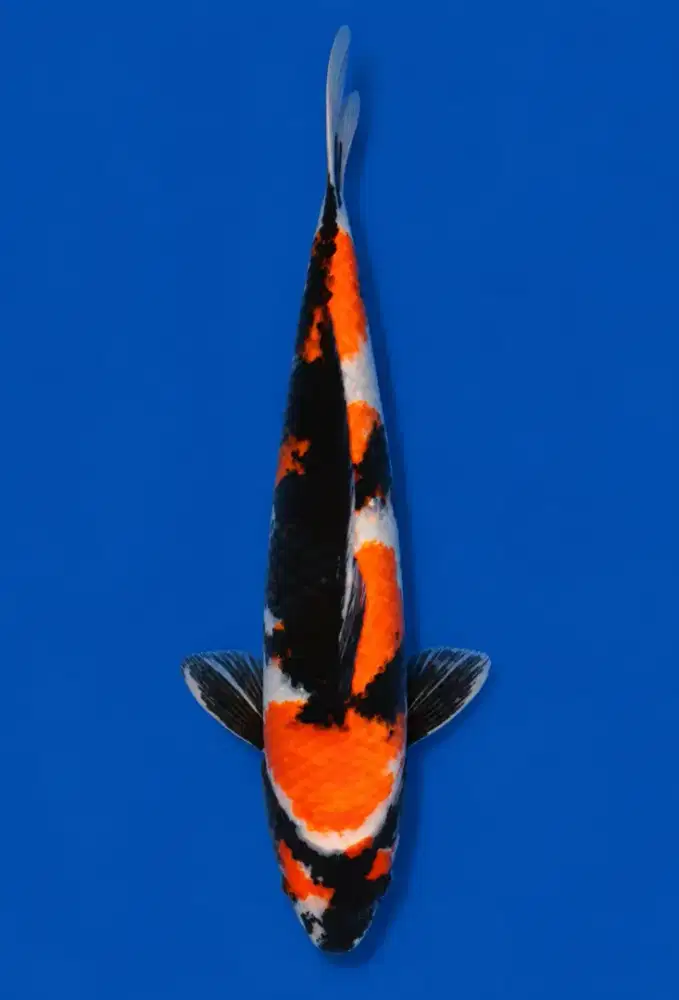 Koi Showa Sanshoku 47cm