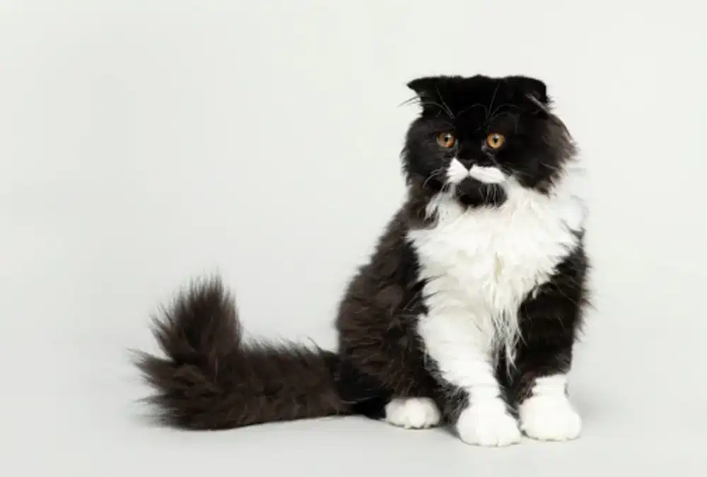Lepas adopsi kucing persia
