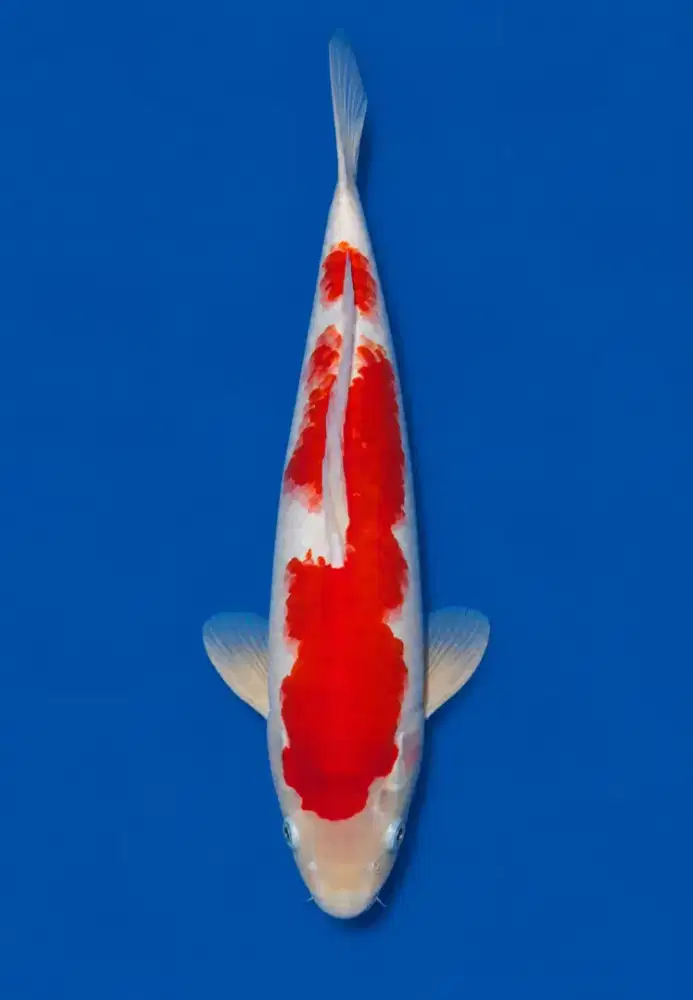 Koi Kohaku Red Strong 40cm
