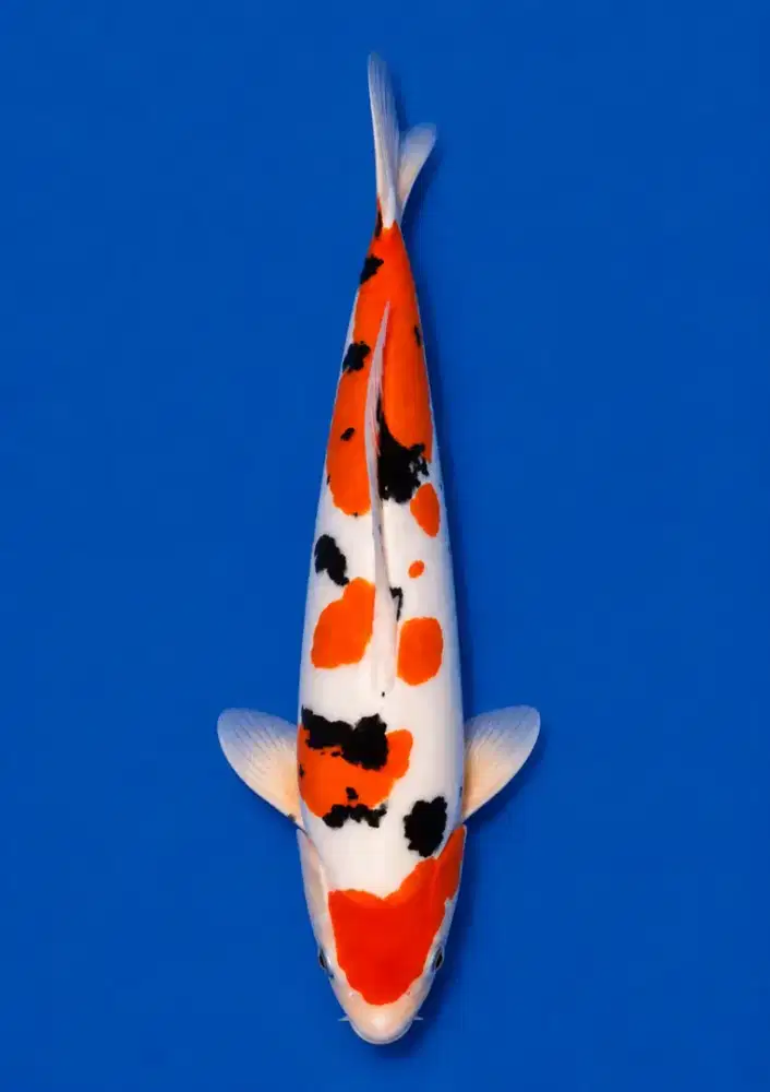 Koi Sanke Doitsu 45cm
