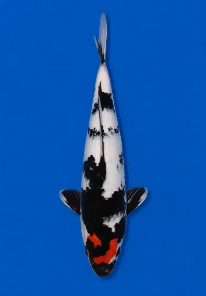Koi Tancho Showa Original