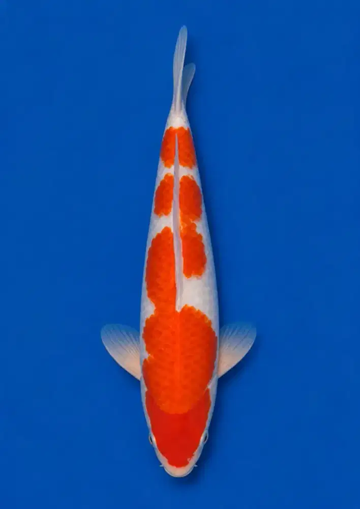 Koi Kohaku High Quality 30cm