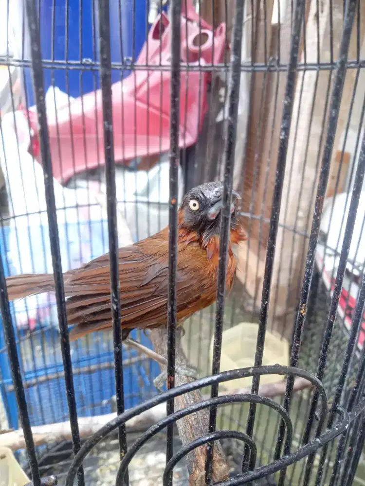 Burung Tepus Kepala Abu (Ngevoer)
