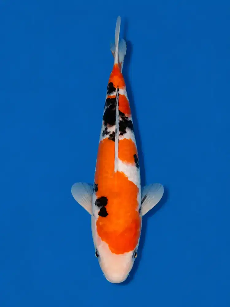 Koi Sanke Tategoi