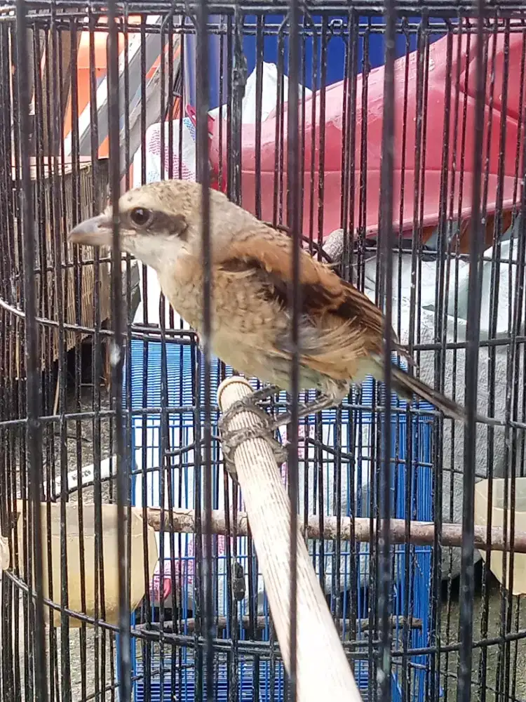 Burung Pentet Jatim Trotolan
