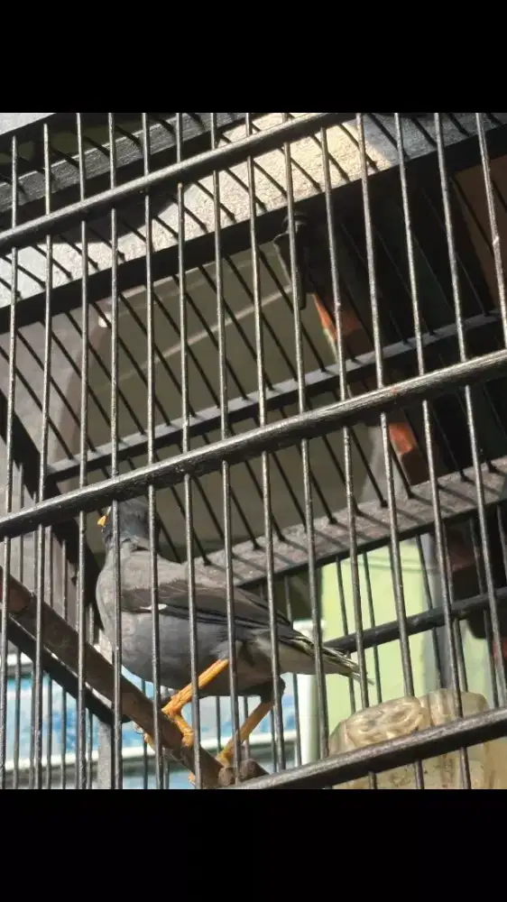 Jalak Rajin Bunyi Plus Kandang