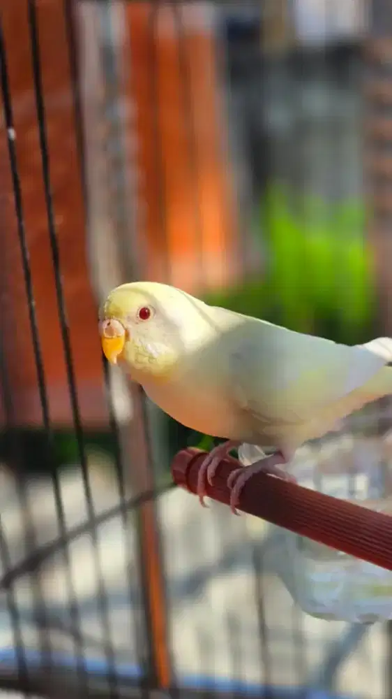 Parkit Lokal Lutino