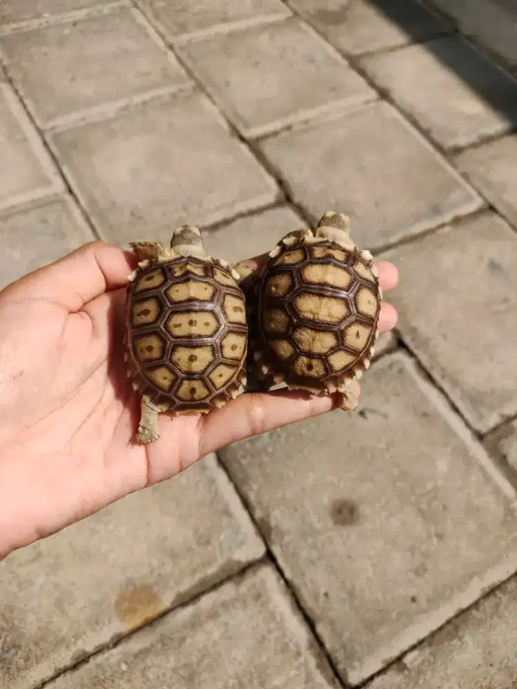 baby sulcata 6cm makan rakus doyan pelet