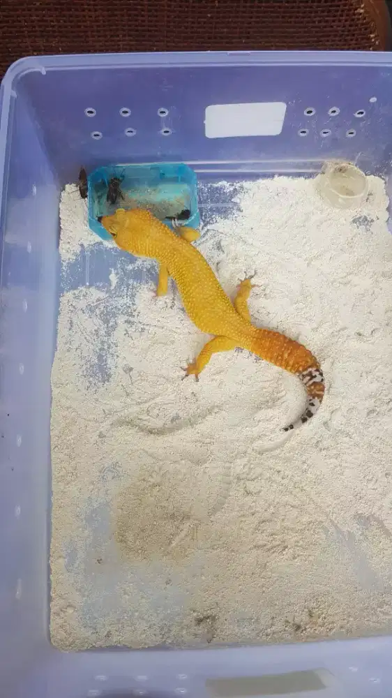 Gecko super giant