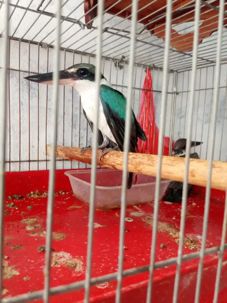 Di jual burung tengek