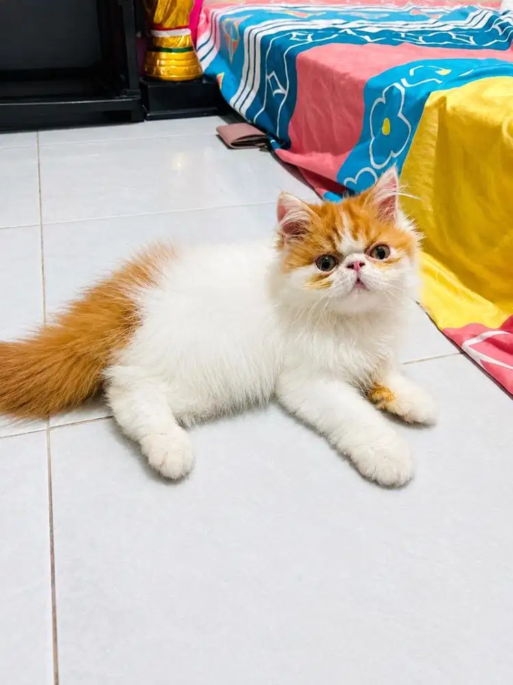 KITTEN PERSIAN PEAKNOSE LONGHAIR BULU KAPAS