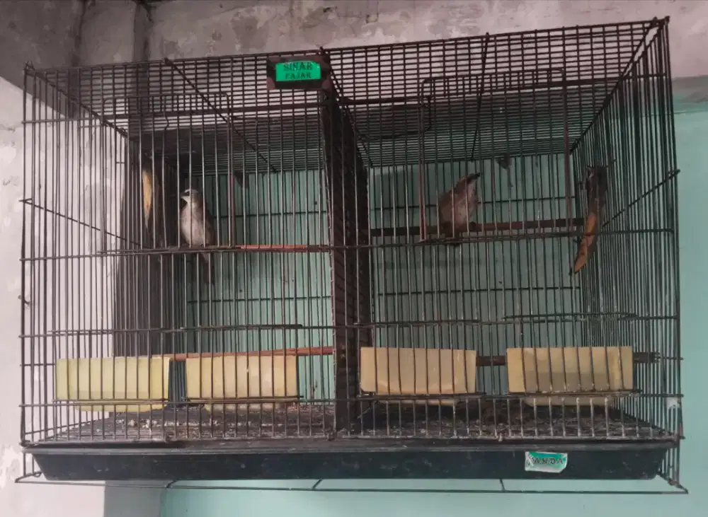 Jual burung jogjog/trucukan gacor