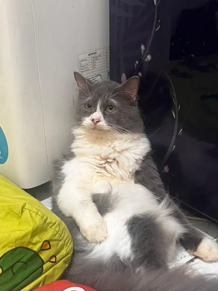 Open adop kucing persia medium