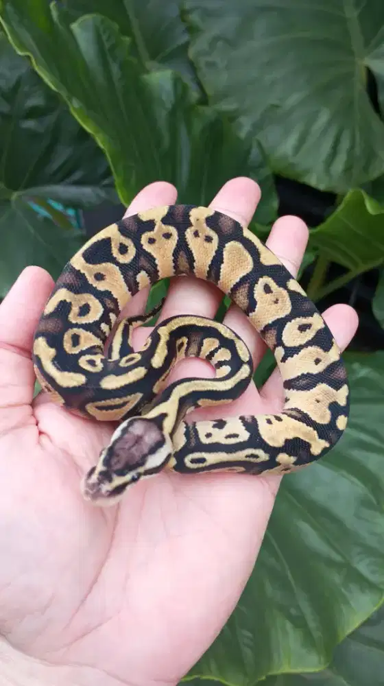 BP Pastel Fire Male
