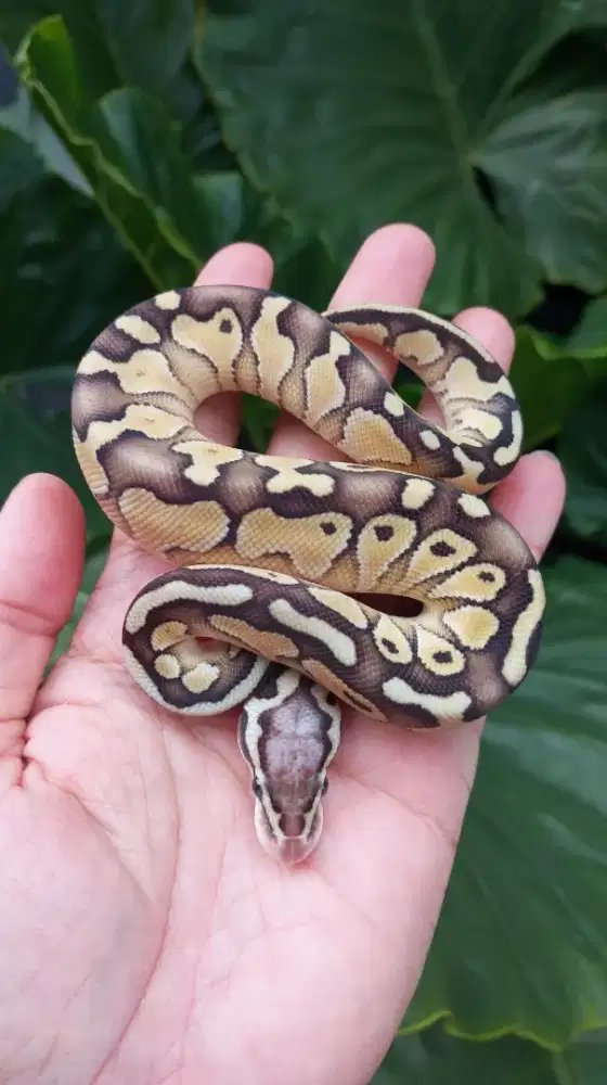 BP Supas Lesser Fire Female