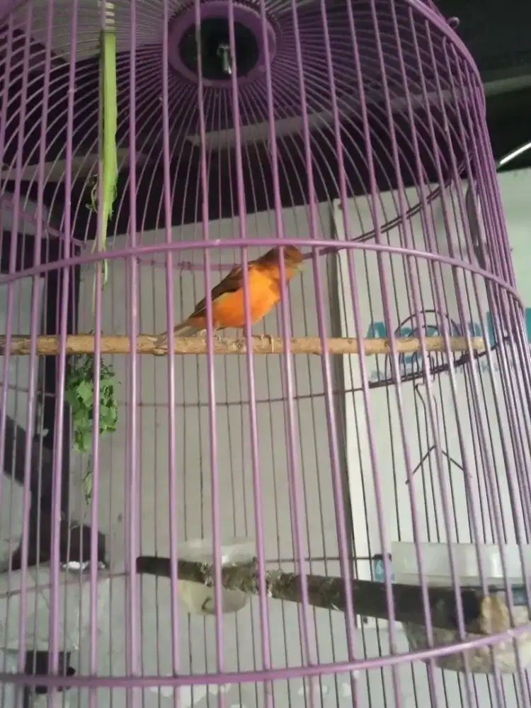 Jual burung kenari jangan gacor