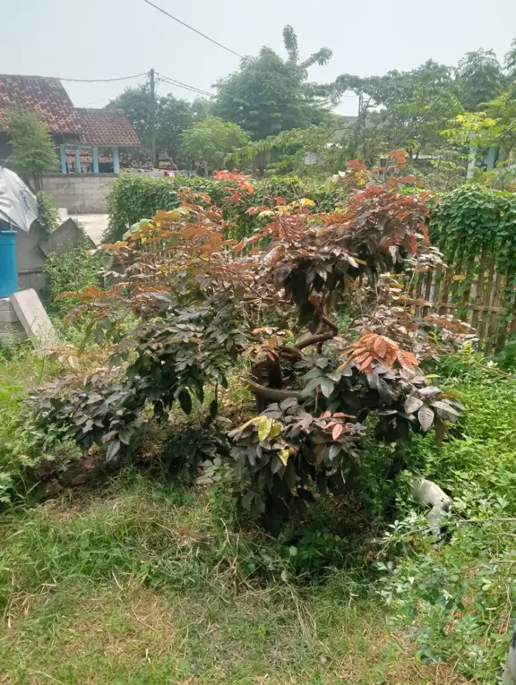 Dijual 8 pot tanaman semua
