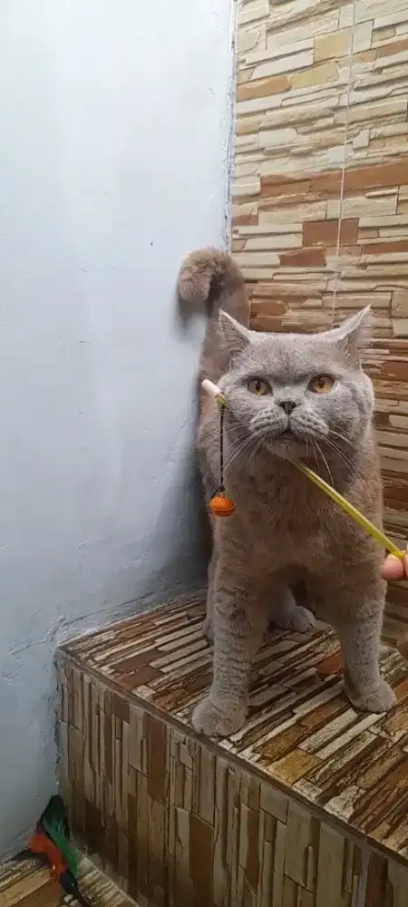 British shorthair jago kimpoy
