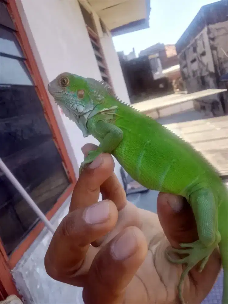 Iguana green hybrid Tobago 1 psang juve awal