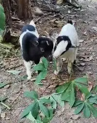 sepasang anakan kambing kerdil pygmi 3-4 bln TB 30cm exotik unik puas