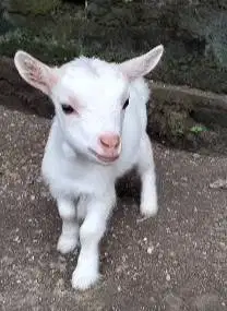 sepasang anakan kambing kerdil pygmi 3-4 bln TB 30cm exotik unik puas