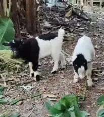 sepasang anakan kambing kerdil pygmi 3-4 bln TB 30cm exotik unik puas