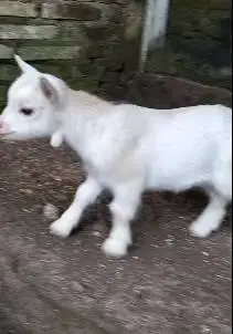 sepasang anakan kambing kerdil pygmi 3-4 bln TB 30cm exotik unik puas