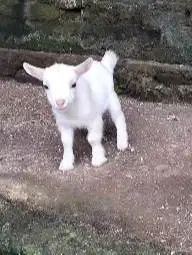sepasang anakan kambing kerdil pygmi 3-4 bln TB 30cm exotik unik puas