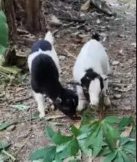 sepasang anakan kambing kerdil pygmi 3-4 bln TB 30cm original exotik
