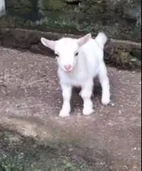 sepasang anakan kambing kerdil pygmi 3-4 bln TB 30cm original exotik