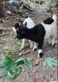 sepasang anakan kambing kerdil pygmi 3-4 bln TB 30cm original exotik