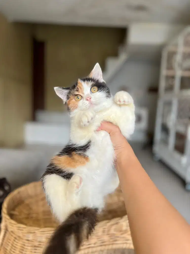 Kucing british shorthair calico