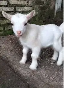 sepasang anakan kambing kerdil pygmi 3-4 bln exotik TB 30cm asli orian