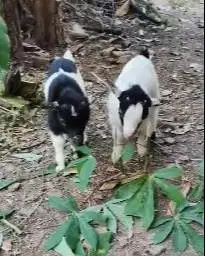 sepasang anakan kambing kerdil pygmi 3-4 bln exotik TB 30cm asli orian