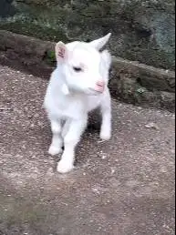 sepasang anakan kambing kerdil pygmi 3-4 bln exotik TB 30cm asli orian