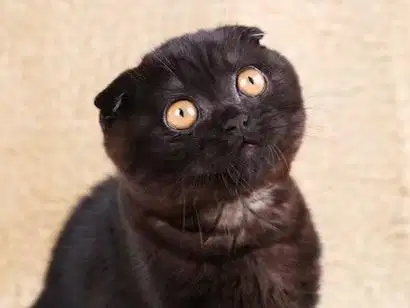 Kucing scottish triple fold black choco