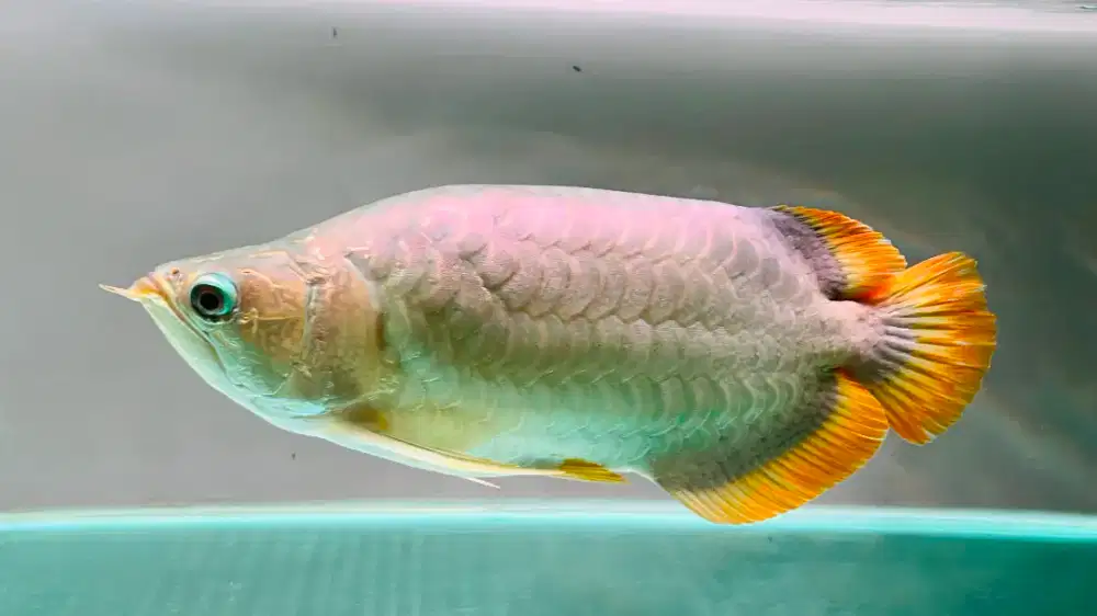 Arowana Short Body ukuran jumbo 35cm