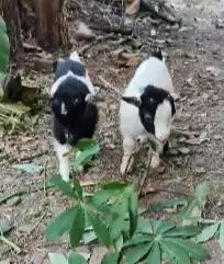 sepasang kambing cebol mini pygmi 3-4 bln exotik orian TB 30cm gemesin