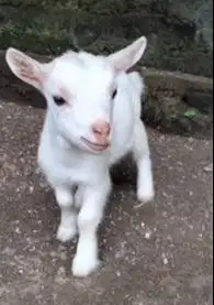 sepasang kambing cebol mini pygmi 3-4 bln exotik orian TB 30cm gemesin