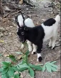 sepasang anakan kambing cebol pygmi 3-4 bln original asli TB 30cm unik