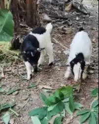 sepasang anakan kambing cebol pygmi 3-4 bln original asli TB 30cm unik