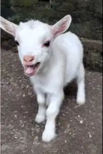 sepasang anakan kambing cebol pygmi 3-4 bln original asli TB 30cm unik